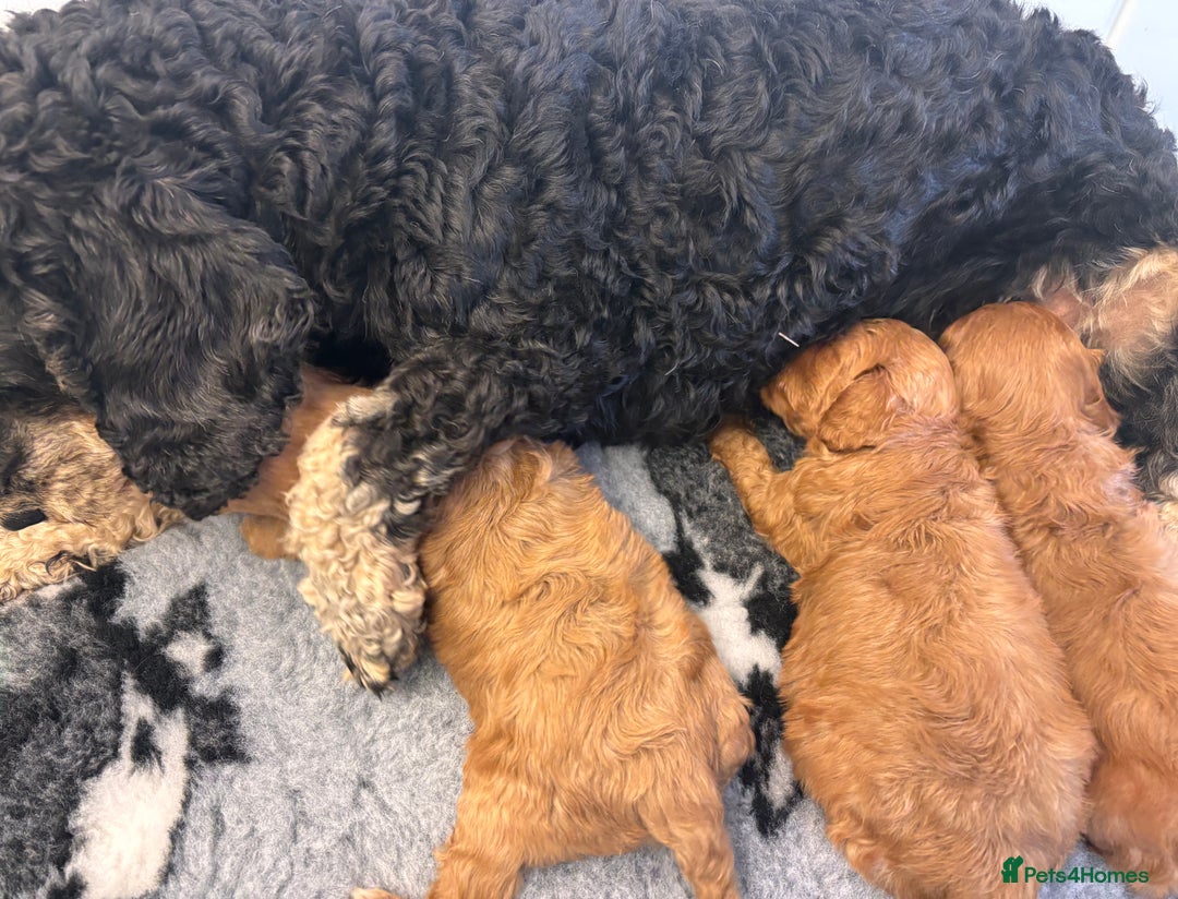Cavapoo dogs for sale: Stunning cavapoo pups *ready to leave 29th august* - Image 22