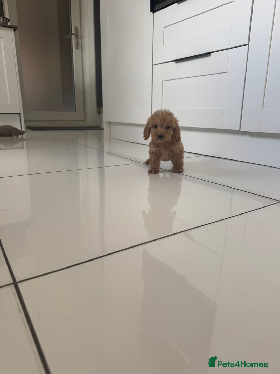 Cockapoo dogs for sale: cockapoo puppies  - Image 27