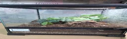 Mixed Breed reptiles for sale: Selling all reptiles reduced prices - Advert 9