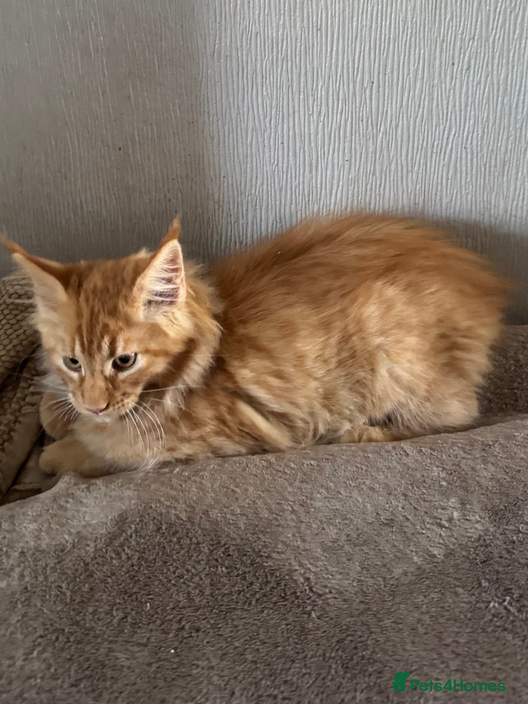 Maine Coon cats for sale: Ready now Maine Coon large Boys GCCF - Image 21