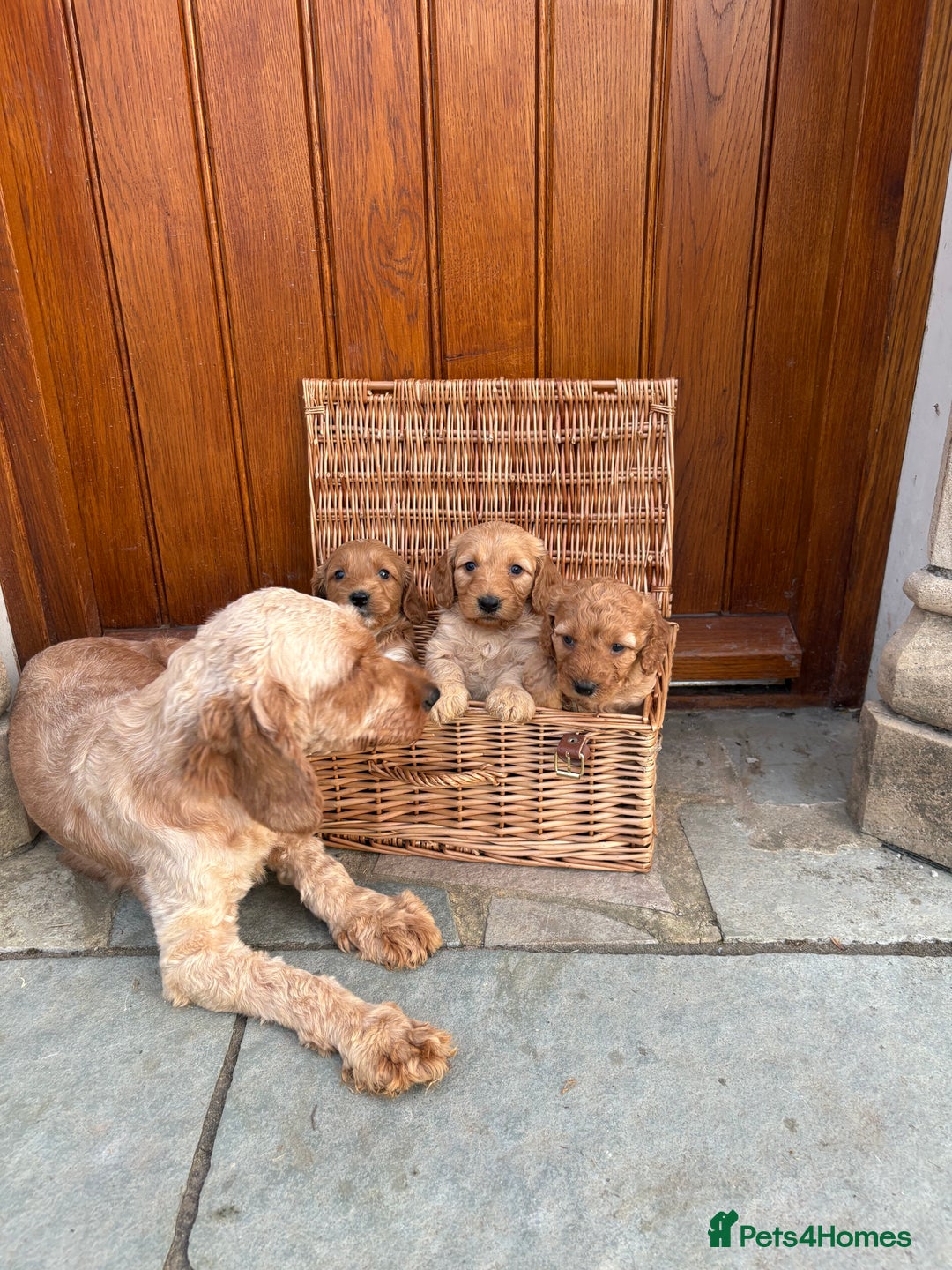 Cockapoo dogs for sale: Cockapoo F1b show type pups, PRIZEWINNING LINES  - Image 5