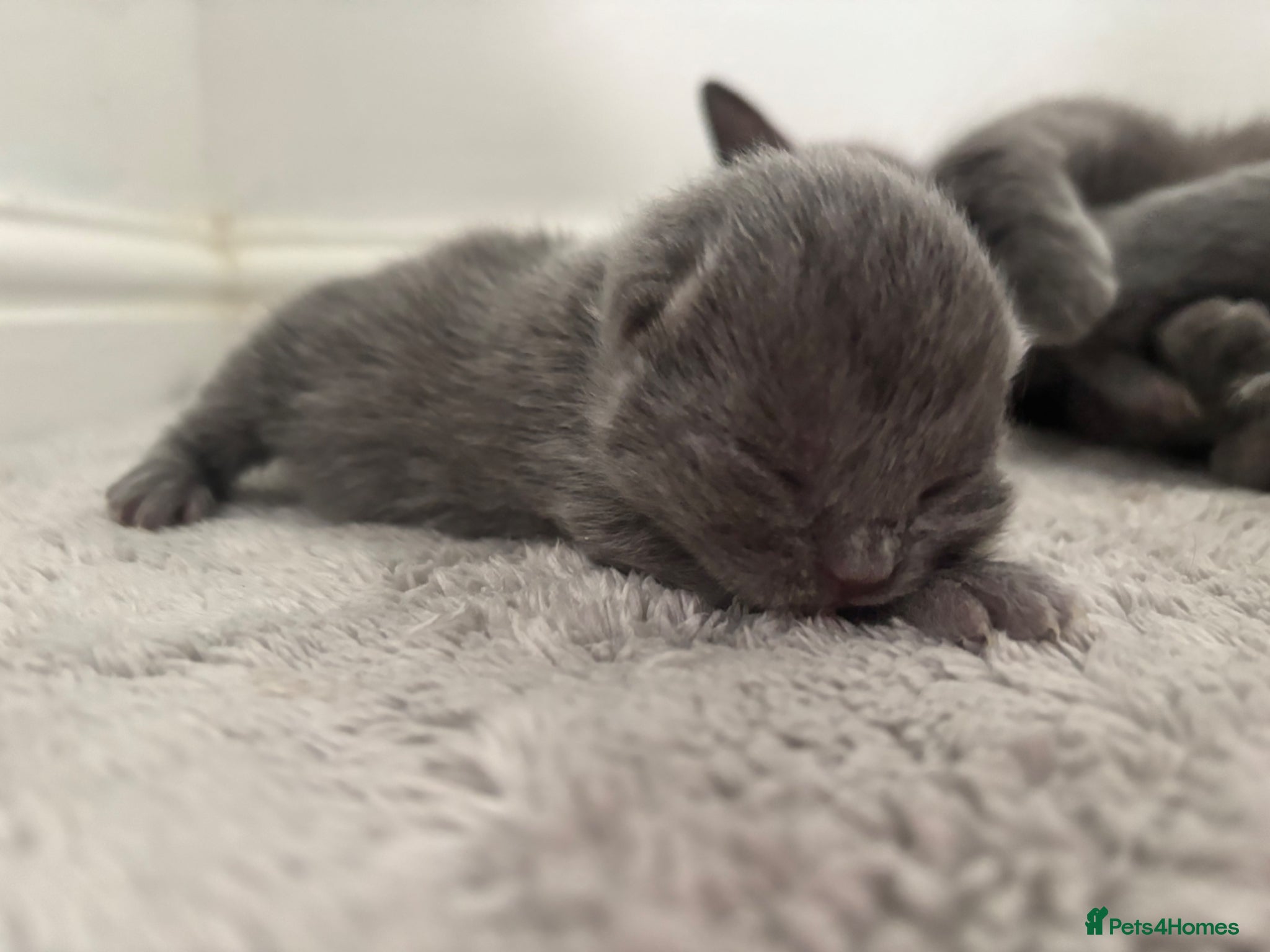 British Shorthair cats Pedigree bsh kittens  - Advert 1