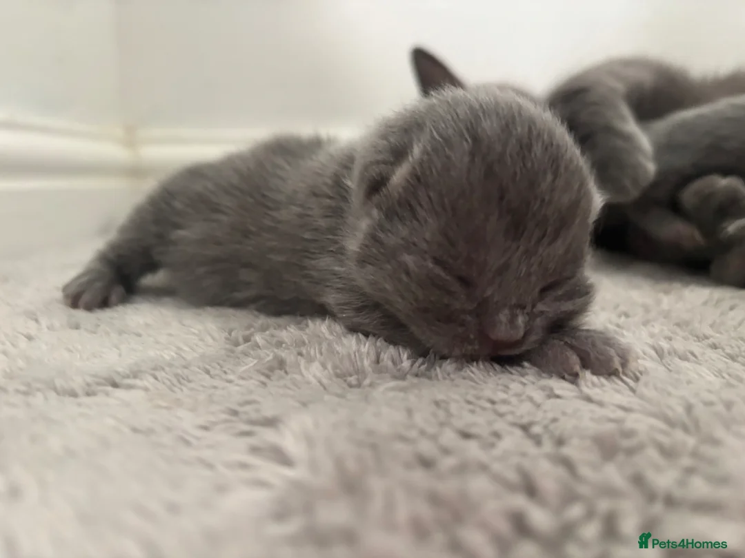 British Shorthair cats for sale: Pedigree bsh kittens  - Advert 1