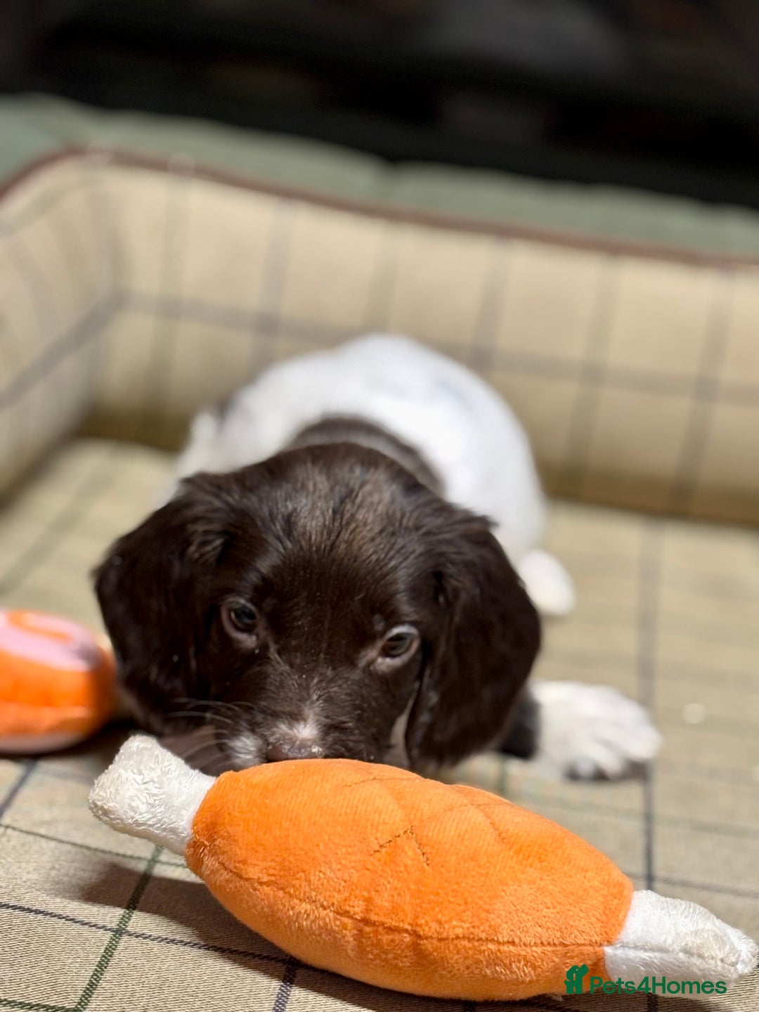 English Springer Spaniel dogs for sale: KC Springer Spaniel  - Advert 5