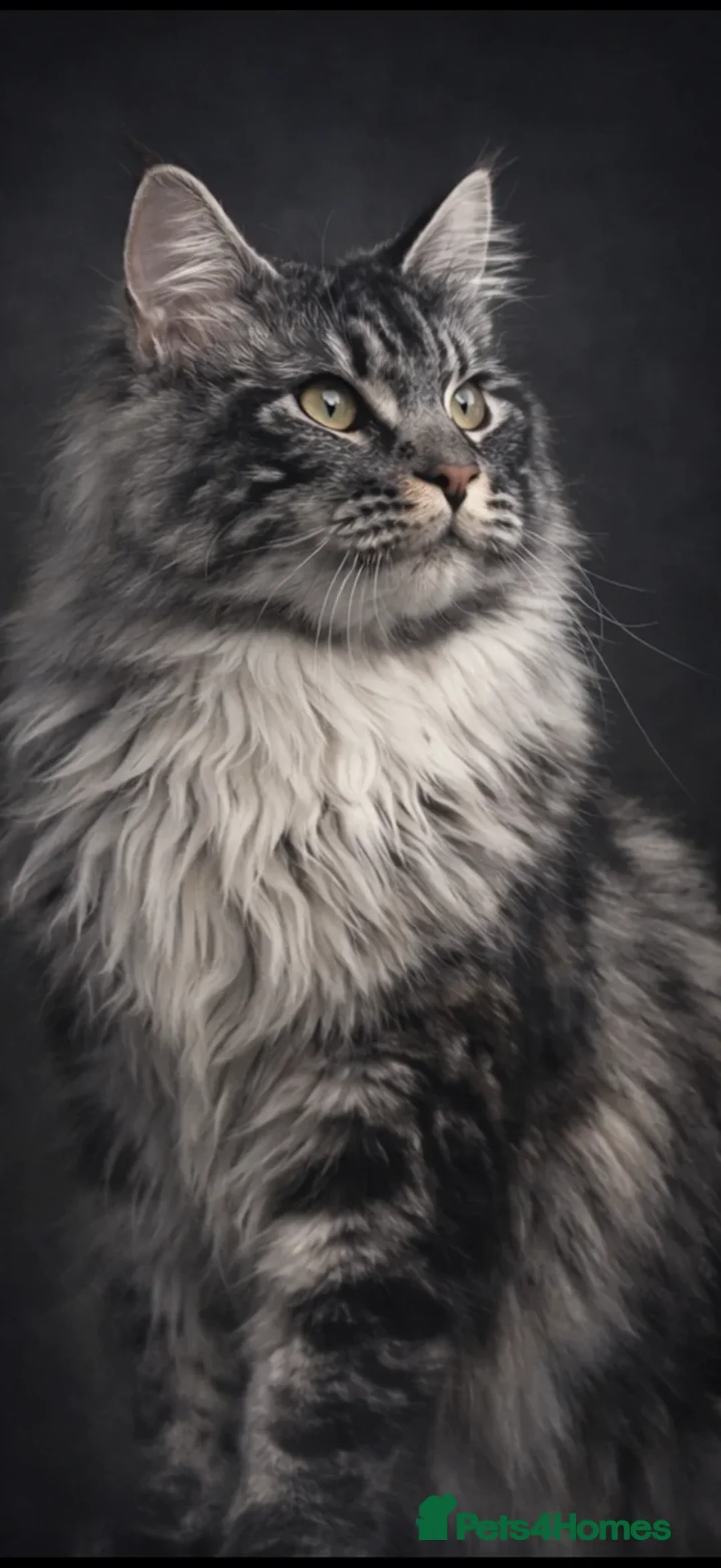 Maine Coon cats for sale: TICA Registered Maine Coon Kittens - Advert 10