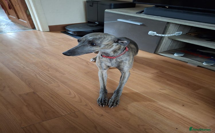 Whippet dogs - Advert 2