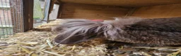 Lionhead rabbits for sale: Little man looking for a loving home  - Advert 5