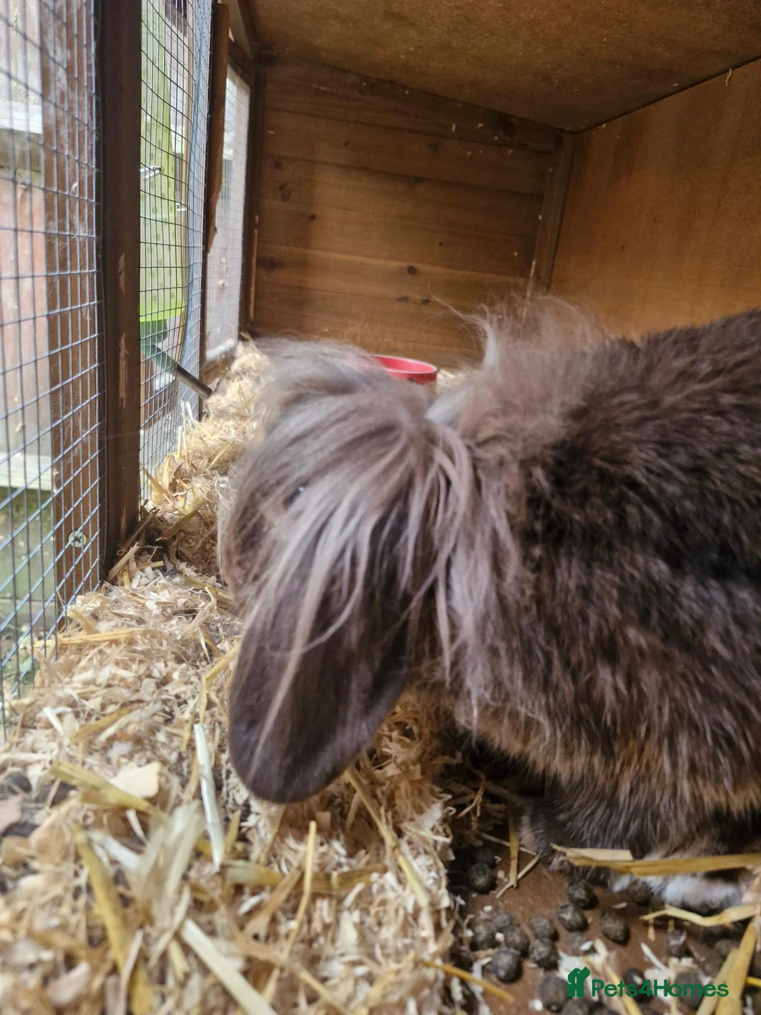 Lionhead rabbits for sale: Little man looking for a loving home  - Advert 5