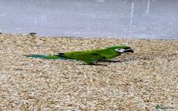 Macaws birds for sale: Chestnut fronted severe macaws - Image 15
