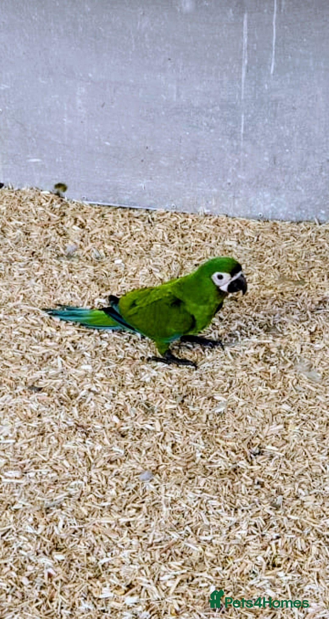 Macaws birds for sale: Chestnut fronted severe macaws - Image 15