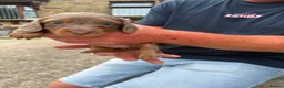 Dachshund dogs for sale: Miniature dachshund for sale in Elland - Advert 9