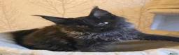 Maine Coon cats for sale: Hand Reared Black Smoke Maine Coon Kittens - Advert 37