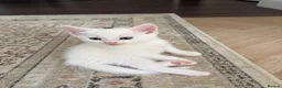 Domestic Shorthair cats for sale: Adorable Kittens – 2 Girls & 3 Boys in Isleworth - Advert 7