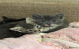 Mixed Breed cats for sale: Mixed breed kittens for sale - Image 1
