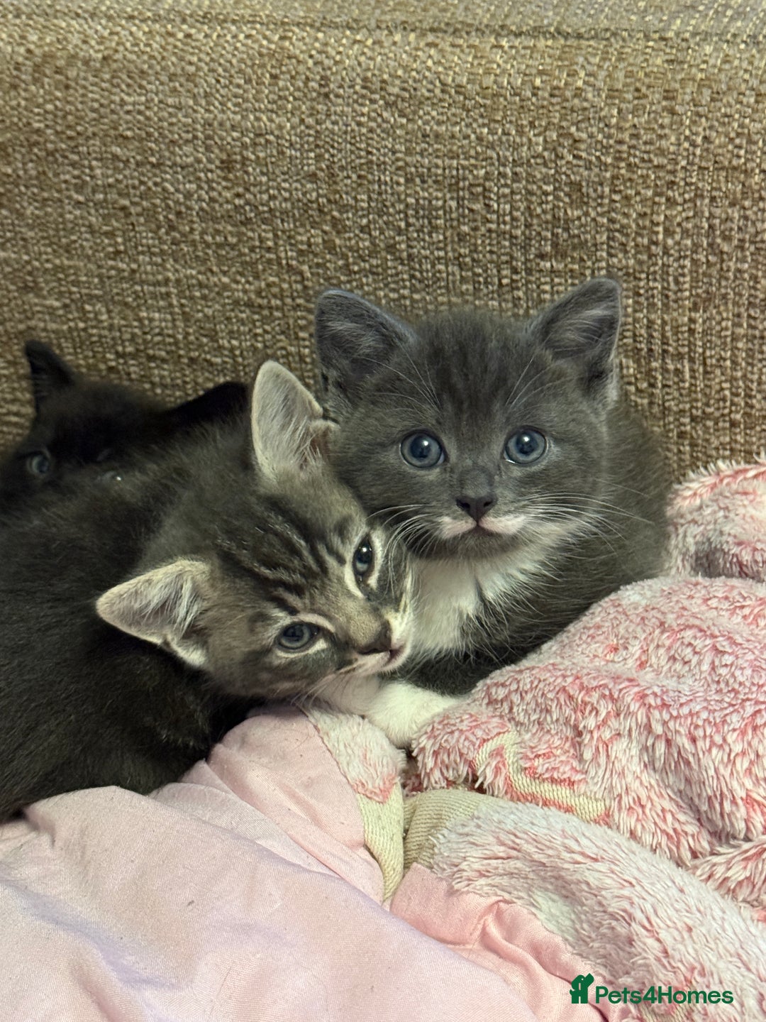 Mixed Breed cats for sale: Mixed breed kittens for sale - Image 1