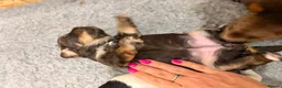 Cockapoo dogs for sale: Beautiful F1 Cockapoo puppies! 1 girl remaining - Advert 3