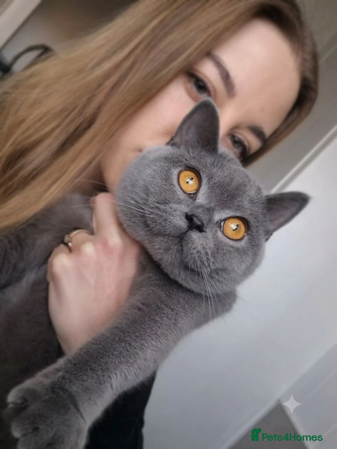 British Shorthair cats for sale: British shorthair - Advert 8
