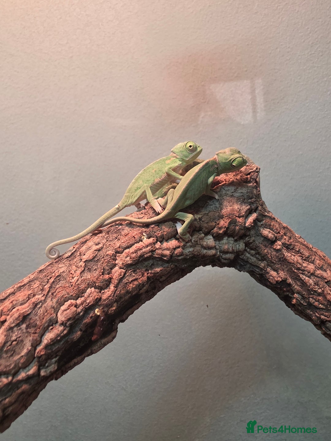Chameleon reptiles for sale: Baby pied chameleons  - Advert 5