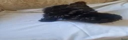 Shih Tzu dogs for sale: Shitzus puppies  - Advert 5
