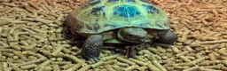 Tortoise reptiles for sale: Beautiful Horsefield Tortoise  in Troon - Advert 6