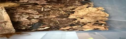 Isopods invertebrates for sale: Lots of Mixed isopods  - Advert 13