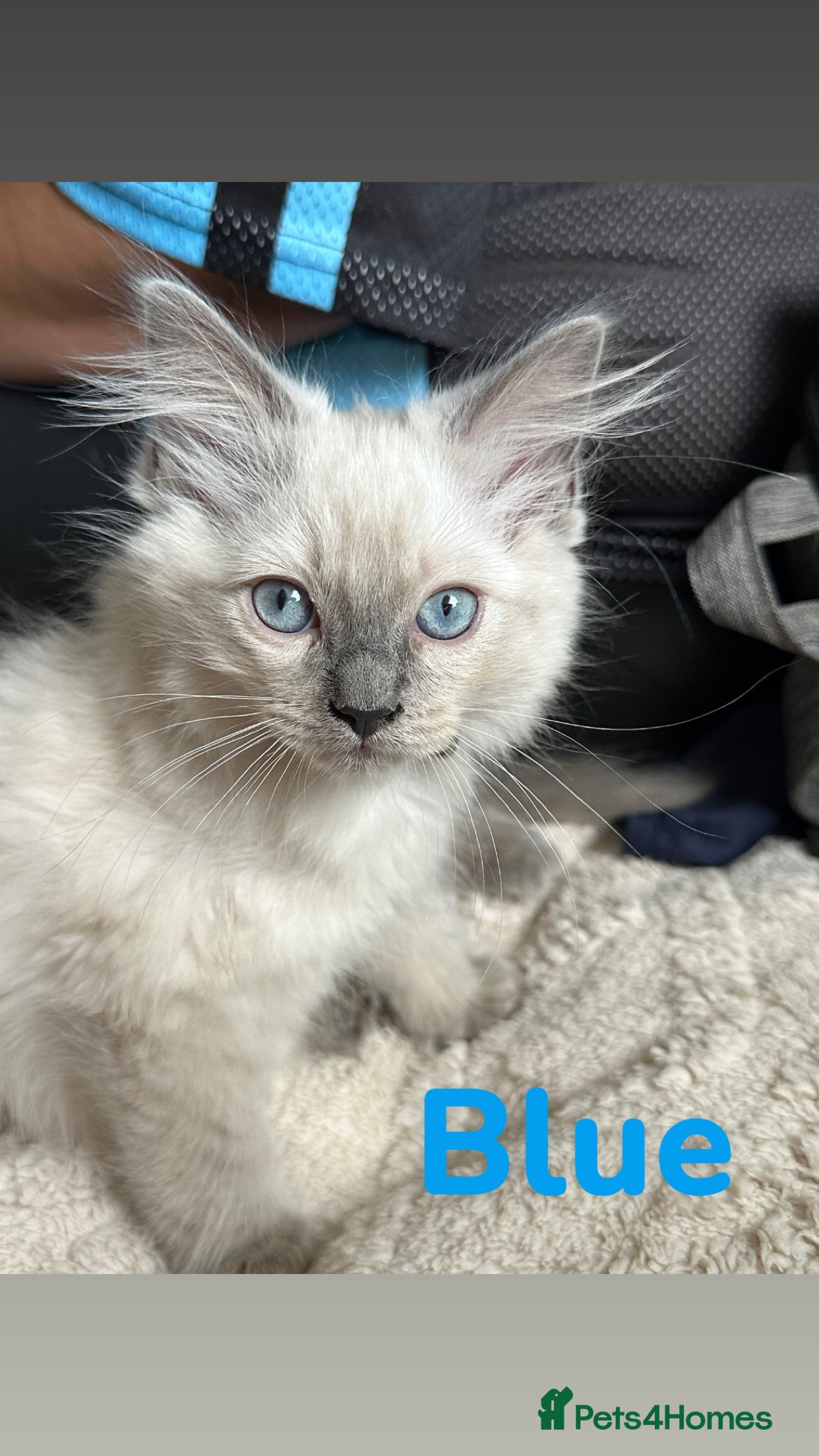 Ragdoll cats Beautiful Ragdoll Kittens  - Advert 2