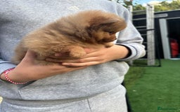 Pomeranian dogs for sale: Exotic color, mini Pomeranians  - Image 3