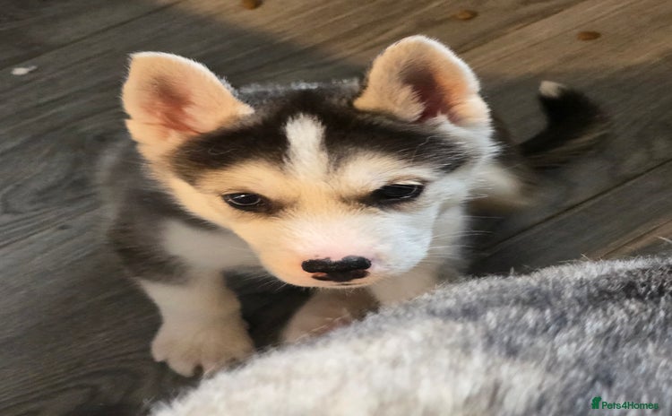 Siberian Husky dogs - Advert 4