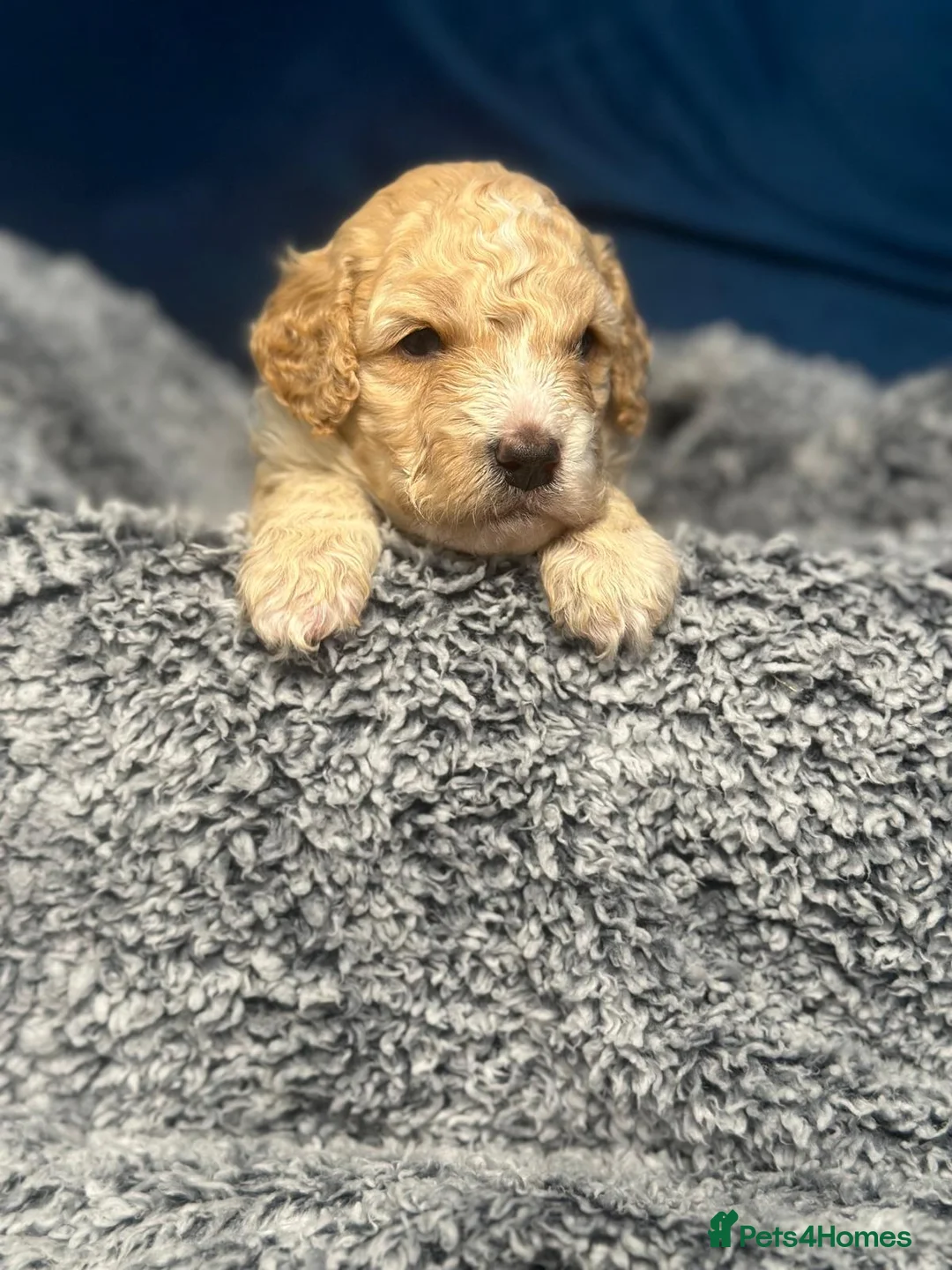 Miniature Poodle dogs for sale: Gorgeous pure bred miniature poodles - Advert 18