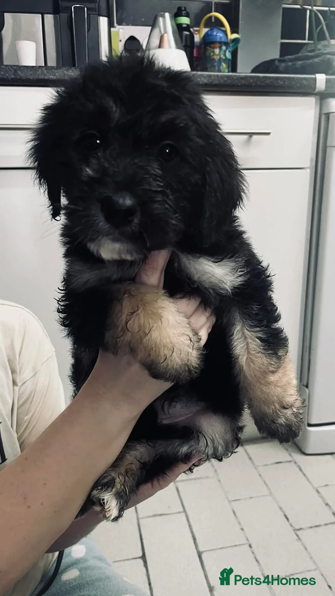 Mixed Breed dogs for sale: Border doodles,  - Advert 11