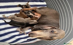Dachshund dogs for sale: Lovely purebred Dachshund❤️💚🩵 - Image 12