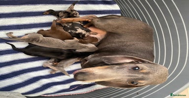 Dachshund dogs - Advert 11