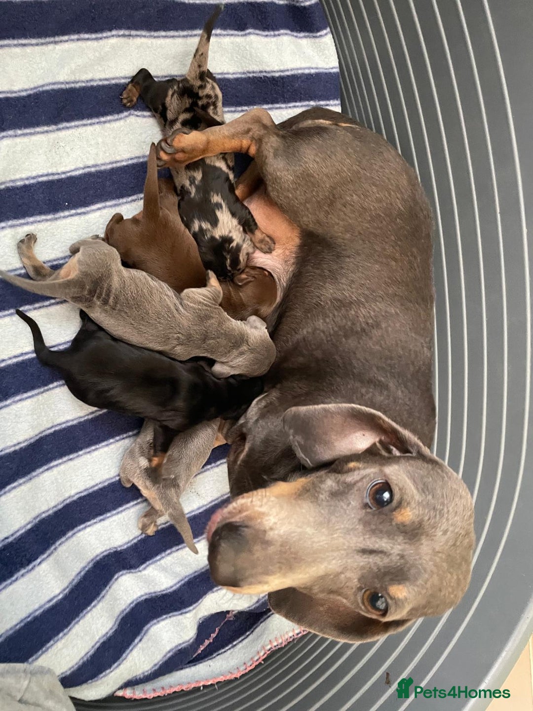 Dachshund dogs for sale: Lovely purebred Dachshund❤️💚🩵 - Image 12
