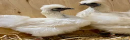 Chickens poultry for sale: Silkie  - Advert 20