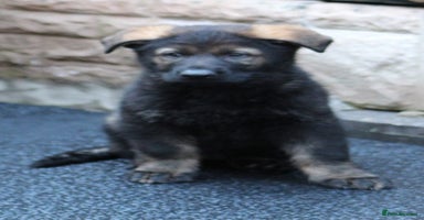 German Shepherd dogs - Advert 9