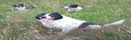 Border Collie dogs for stud: Stud Only  - Advert 7