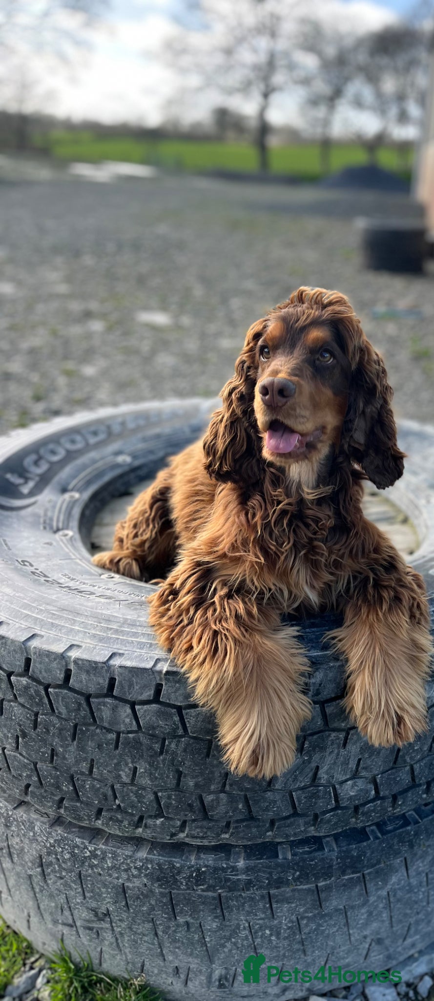 Cocker Spaniel dogs Gorgeous KC HEALTH TESTED show type cocker 🐶 ⭐️  - Advert 2