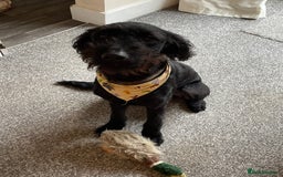 Labradoodle dogs for sale: Very lovely boy Bear 🐻  - Image 9