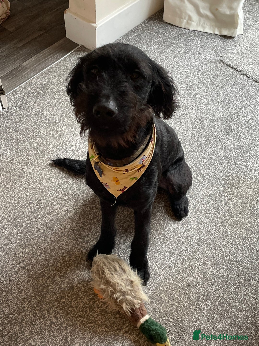 Labradoodle dogs for sale: Very lovely boy Bear 🐻  - Image 9