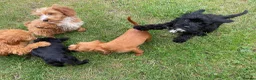 Cockapoo dogs for sale: Cockapoo puppies for sale - Advert 12