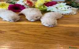 British Shorthair cats for sale: 5 TICA BRITISH SHORTHAIRED KITTENS - Image 15