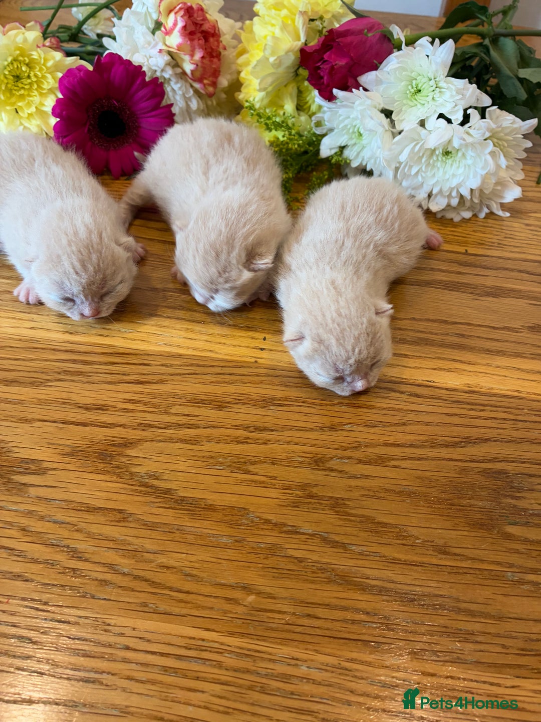 British Shorthair cats for sale: 5 TICA BRITISH SHORTHAIRED KITTENS - Image 15