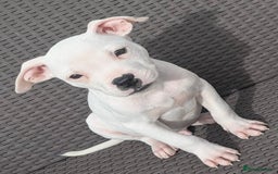 Mixed Breed dogs for adoption: CHASE IS A GORGEOUS AMBULL X PUPPY - Image 1