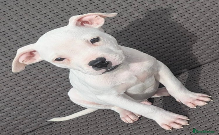 Mixed Breed dogs - Advert 8