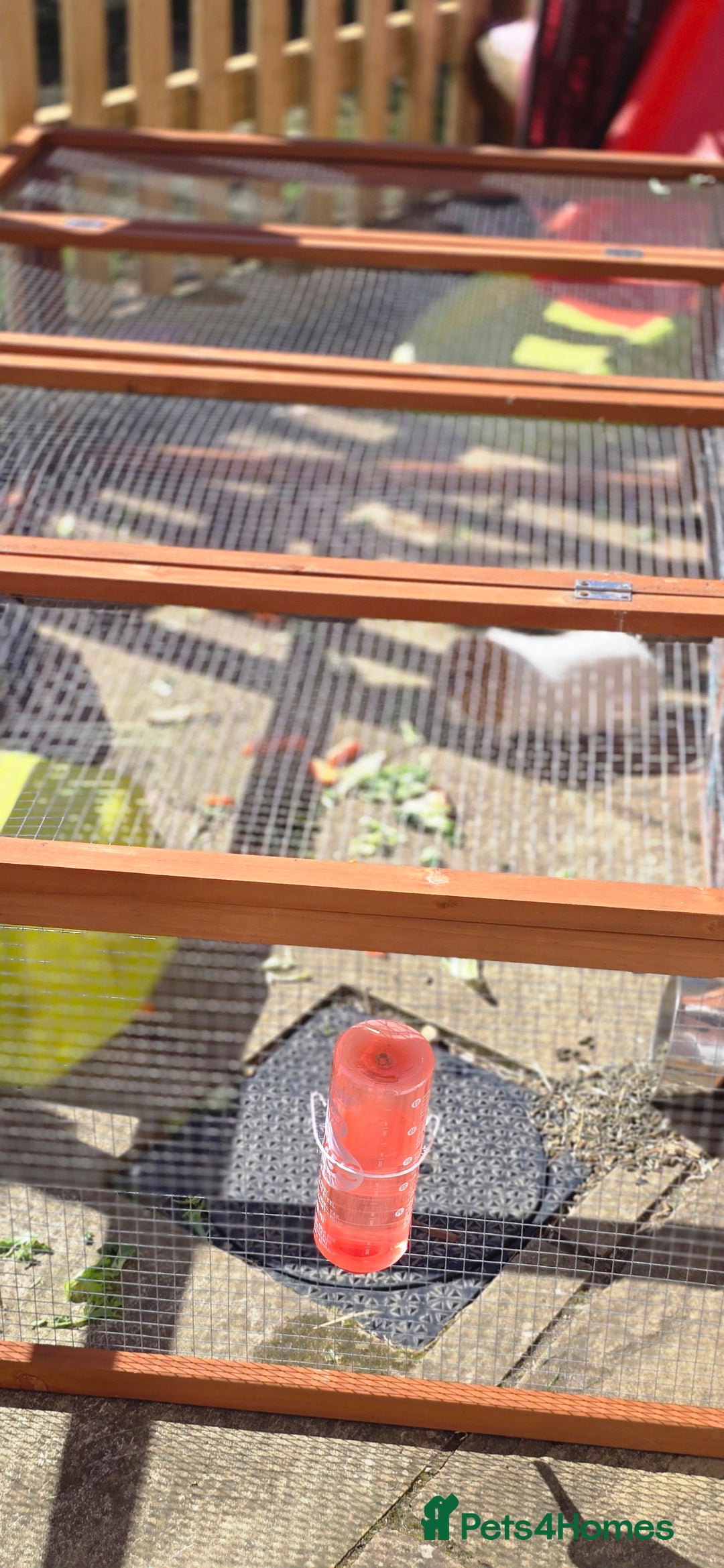 Guinea Pig rodents for sale: GIRLS AND BOYS (SINGLES AND BONDED  - Image 5