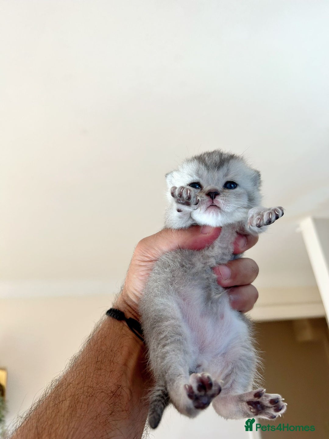British Shorthair cats for sale: British Shorthair golden kittens available  - Image 4