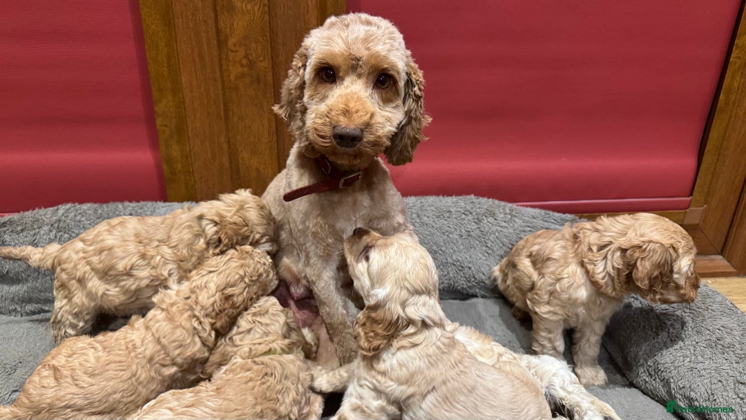 Cockapoo dogs for sale: Cockapoo puppies 🐶  - Advert 10