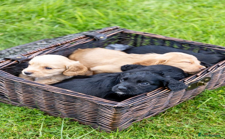 Cocker Spaniel dogs - Advert 2
