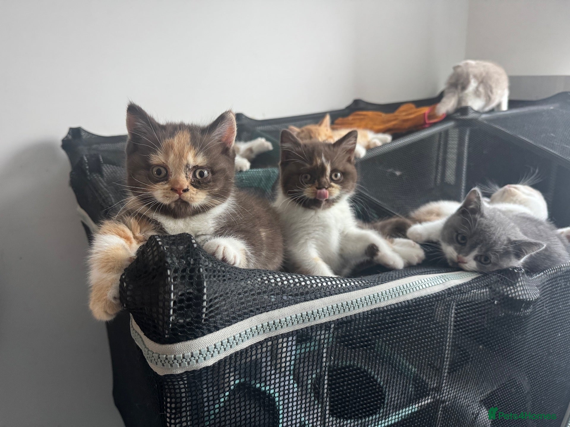 British Shorthair cats Stunning Gccf Registered British shorthair kittens - Advert 2