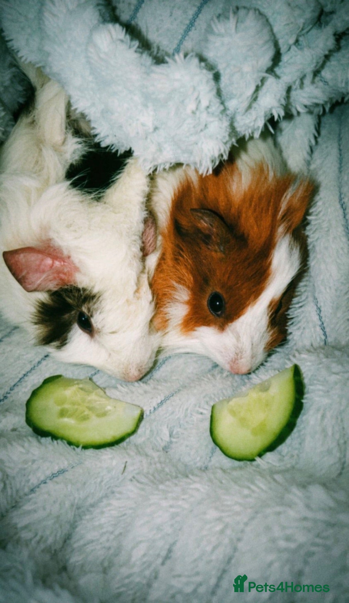 Guinea Pig rodents 3 Guinea pigs (1 male, 2 female) - Advert 1